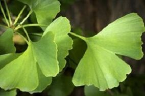 Ginkgo biloba listy na rast penisu