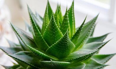 Použitie aloe na zvýšenie člena