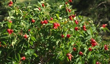 Rosehip na zvýšenie penisu