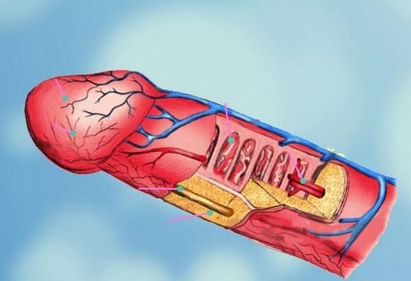 štruktúra penisu a zväčšenie hlavy